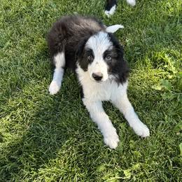 English Shepherd Puppies from Organic Heritage English Shepherds