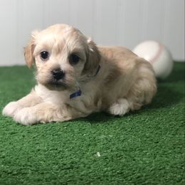 Percy - Cream male Maltipoo puppy in Springtown, Texas from North Texas Puppies