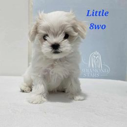 Little - White male Maltese puppy in Brooklyn, New York from Diamond Stars Maltese