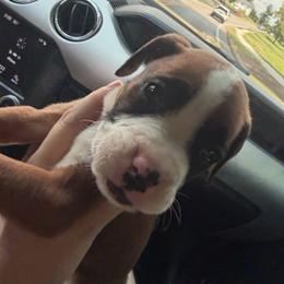 Hershey - Fawn male Boxer puppy in Louisville, Kentucky from Nelson’s Fancy Frenchies and Bulldogs