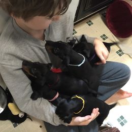 Manchester Terrier Puppies from MosaicManchesters.com