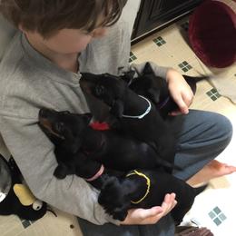 Manchester Terrier Puppies from MosaicManchesters.com
