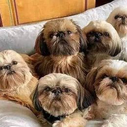 Shih Tzus from Chère Bébé ShihTzus