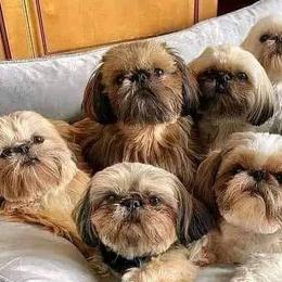 Shih Tzus from Chère Bébé ShihTzus