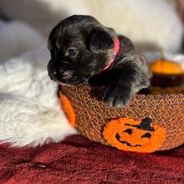 Pink Collar Girl - Blue female Glen of Imaal Terrier puppy in Homestead, Pennsylvania from Galore Glens