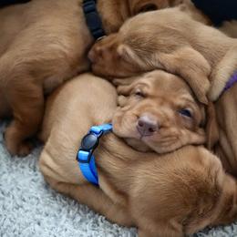 Wirehaired Vizsla Puppies from Cave Canis Kennels