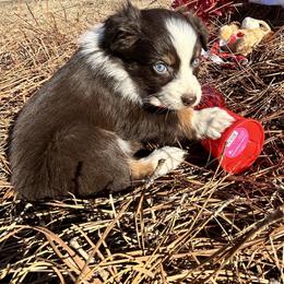 Clarice - Red tri-color female Australian Shepherd puppy in Butler, Georgia from Aussies at Howling Hill Farm
