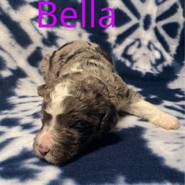 Bella - Merle female Bernedoodle puppy in Battle Creek, Michigan from T-Rose’s Bernedoodle & Pomsky Puppies