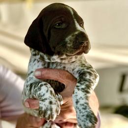 Boy 5 - male German Shorthaired Pointer puppy in Richmond, Texas from Southern Star GSP/Stern des Südens