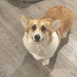 Aurora - Pembroke Welsh Corgi