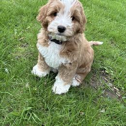 Goldendoodle Puppies from West Michigan Doodles and Poodles