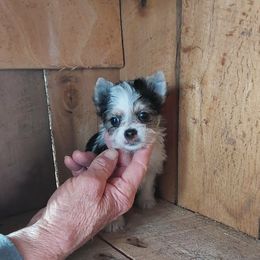 Boy 2 - Parti male Yorkshire Terrier puppy in Jamestown, Tennessee from Green Ridge