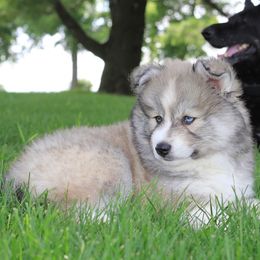 Pomsky Puppies from Short Creek Pomskies of Iowa