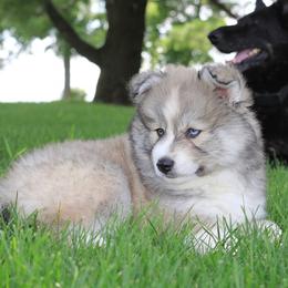 Pomsky Puppies from Short Creek Pomskies of Iowa