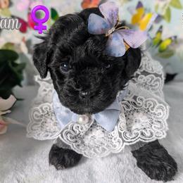 Goldendoodle and Shihpoo Puppies from Bellady's Shihpoos