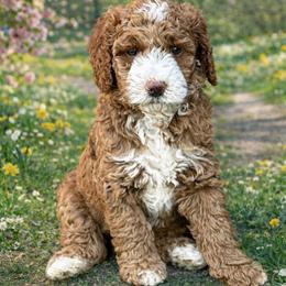 Abe - Apricot male Goldendoodle puppy in Inman, South Carolina from Mossy Doodles LLC