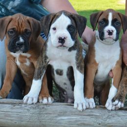 Boxers from Bear Country Boxers
