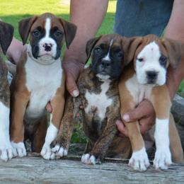 Boxers from Bear Country Boxers