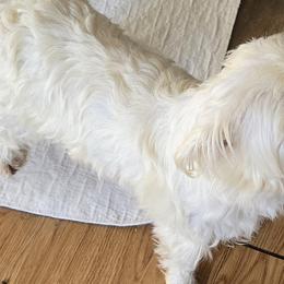 West Highland White Terrier puppies from My Little Puppy Paws