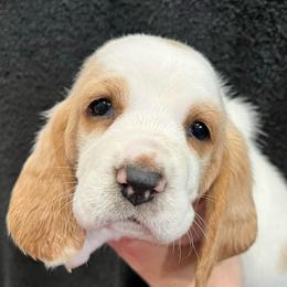 Baby Ruth (pink) - Red and white female Basset Hound puppy in Kingsport, Tennessee from Bear’s Bassets