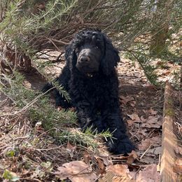 Boy 4- Haku - Blue Poodle puppy in Troy, Virginia from Stewart’s Standards