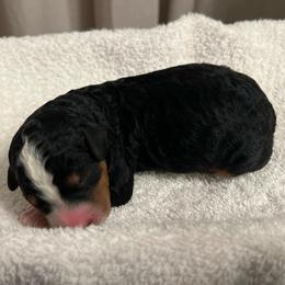 Pluto - Tri-color male Bernedoodle puppy in Los Angeles, California from Bernied00dle Love