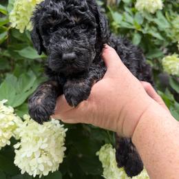 George Washington - Black male Poodle puppy in Fairfield, North Carolina from Leaning T Ranch