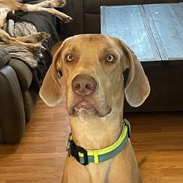 Ranger - Great Dane