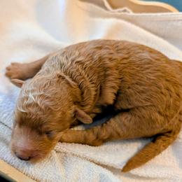 Boy 5 - Red male Aussiedoodle puppy in Sparta, Missouri from Sis' Doodles & Poodles