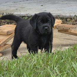 Orange girl - Black female Labrador Retriever puppy in Fort Myers, Florida from Big Cypress labradors