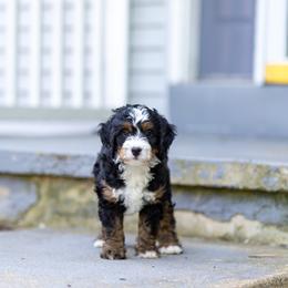 Beau - Tri-color male Bernedoodle puppy in Narvon, Pennsylvania from CBKB Bernedoodle’s