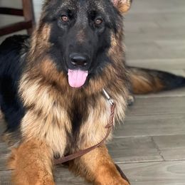 German Shepherds from Adelhorst Kennels