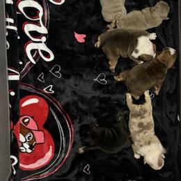 Lilo - Lilac tri-color female Bulldog puppy in Plano, Texas from Dallas Finest Bulldogs