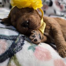 Angela - Red female Cavapoo puppy in Truckee, California from Heavenly Goldendoodles
