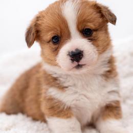 Fig - Red male Pembroke Welsh Corgi puppy in Beggs, Oklahoma from Blue Diamond Corgi’s