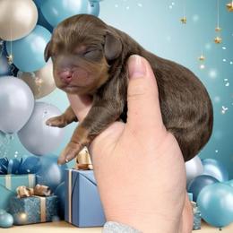 Larry - Brown male Cavapoo puppy in Coshocton, Ohio from Forever Family Puppies
