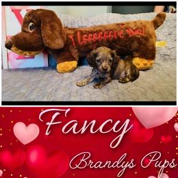 Dachshund Puppies from Brandys Pups
