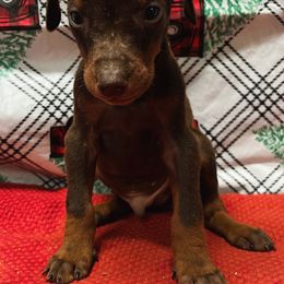 Zombie - Black and rust male Doberman Pinscher puppy in Winchester, Ohio from 32 Farms