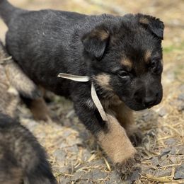 German Shepherd Puppies from StoneWall