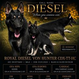 Diesel - German Shepherd