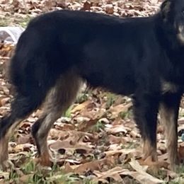 Blueberry - Australian Shepherd