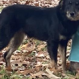 Blueberry - Australian Shepherd