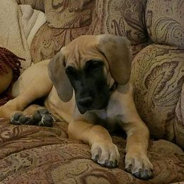 Great Dane Puppies from Louise Van Alstyne's Great Danes