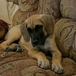 Great Dane Puppies from Louise Van Alstyne's Great Danes