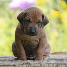 Boy 6 - Red wheaten male Rhodesian Ridgeback puppy in Hillman, Minnesota from Rhoxwood Kennel