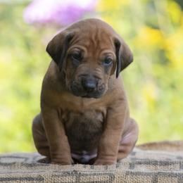 Boy 6 - Red wheaten male Rhodesian Ridgeback puppy in Hillman, Minnesota from Rhoxwood Kennel