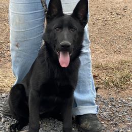 Nelly Vom Top Gun - Black female German Shepherd puppy in Great Cacapon, West Virginia from Top Gun Shepherds, LLC