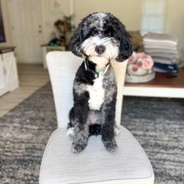 Margot - Goldendoodle