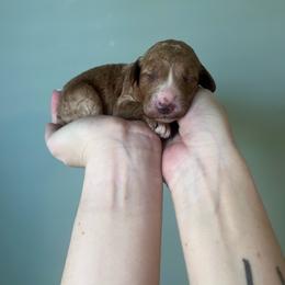 Iris - Red  female Goldendoodle puppy in Calera, Alabama from Red Mountain Minis