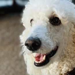 Cavapoos, Goldendoodles, and Poodles from Alpine Poodle and Doodle